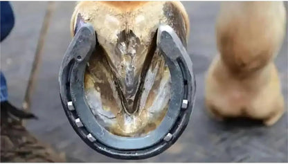 Horseshoe Nails 100Pcs Durable Horseshoe Nails Steel Harness Repair Horse Shoe Hoof Equestrian Sports Equipment for Securing Firmly(100Pcs E6 54mm)