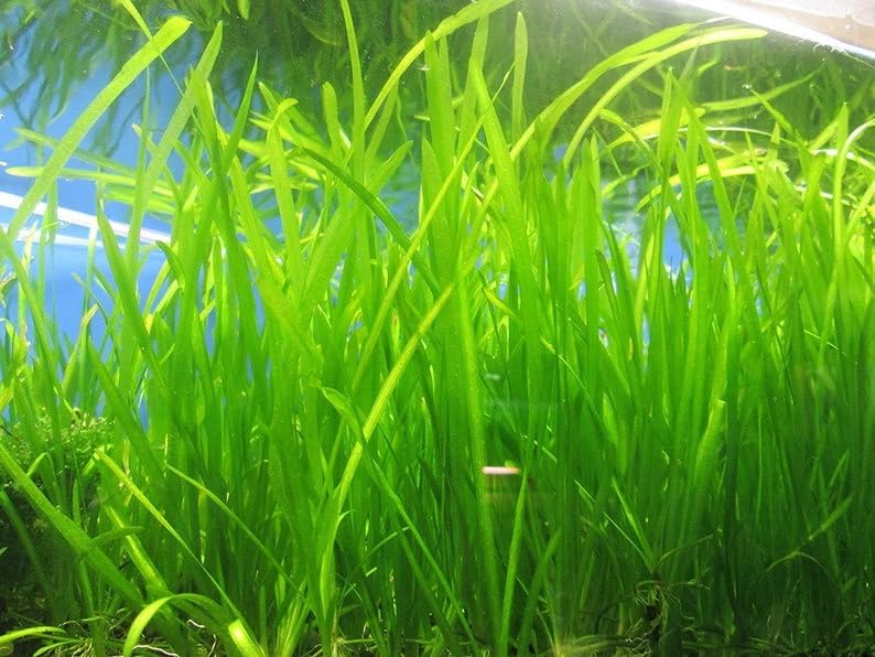 Marcus Fish Tanks 6 Jungle Val - Jungle Vallisneria Live Aquarium Freshwater Plants