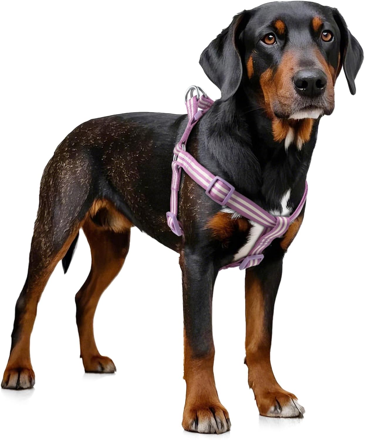 Harness Medium Size Dog, Freedom Nylon Dog Halter Vests, Lightweight and Escape Proof Puppy Harness, Quick Fits for Small Medium and Large Dogs, Purple M
