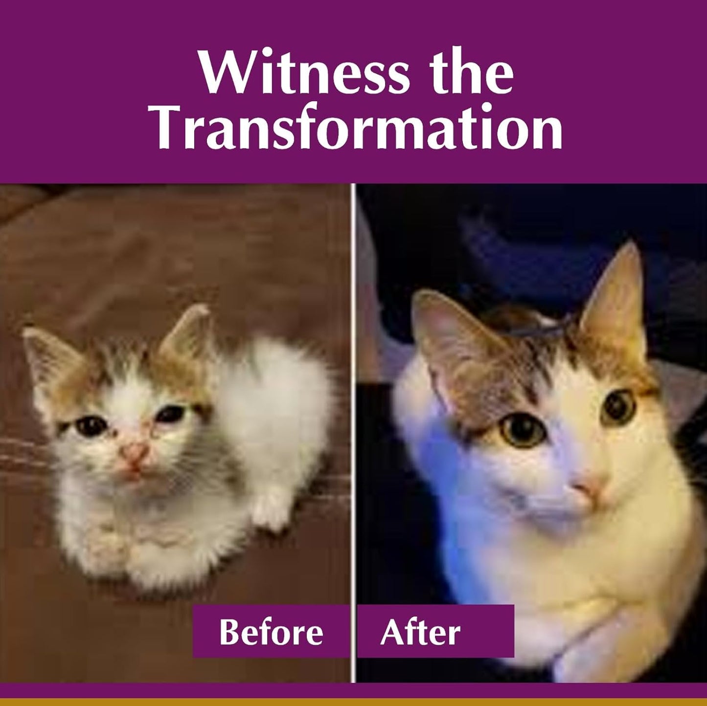 No More Worms in Cats and Kittens - Dewormer for Cats - Ham Flavour with 3ml Dropper