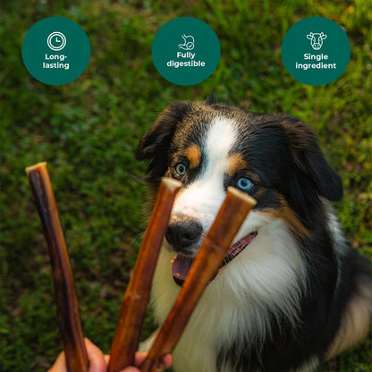 Junior Bully Sticks 6" Beef Bladder — 15 Count | Natural Single-Ingredient, Long-Lasting Dog Chews; Dental Support Treats for Pups and Small Dogs. Puppy Chew Sticks