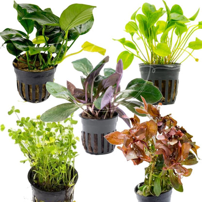 Swimming Creatures™ 10-Pack Potted Aquarium Plants – Grower’s Selection, Live Freshwater Aquatic Plants