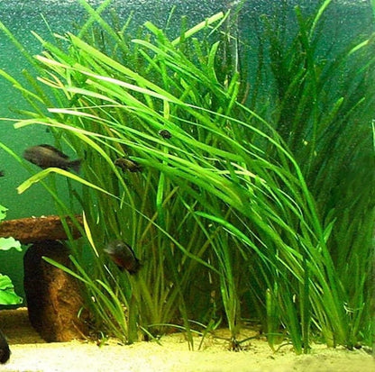 Marcus Fish Tanks 6 Jungle Val - Jungle Vallisneria Live Aquarium Freshwater Plants