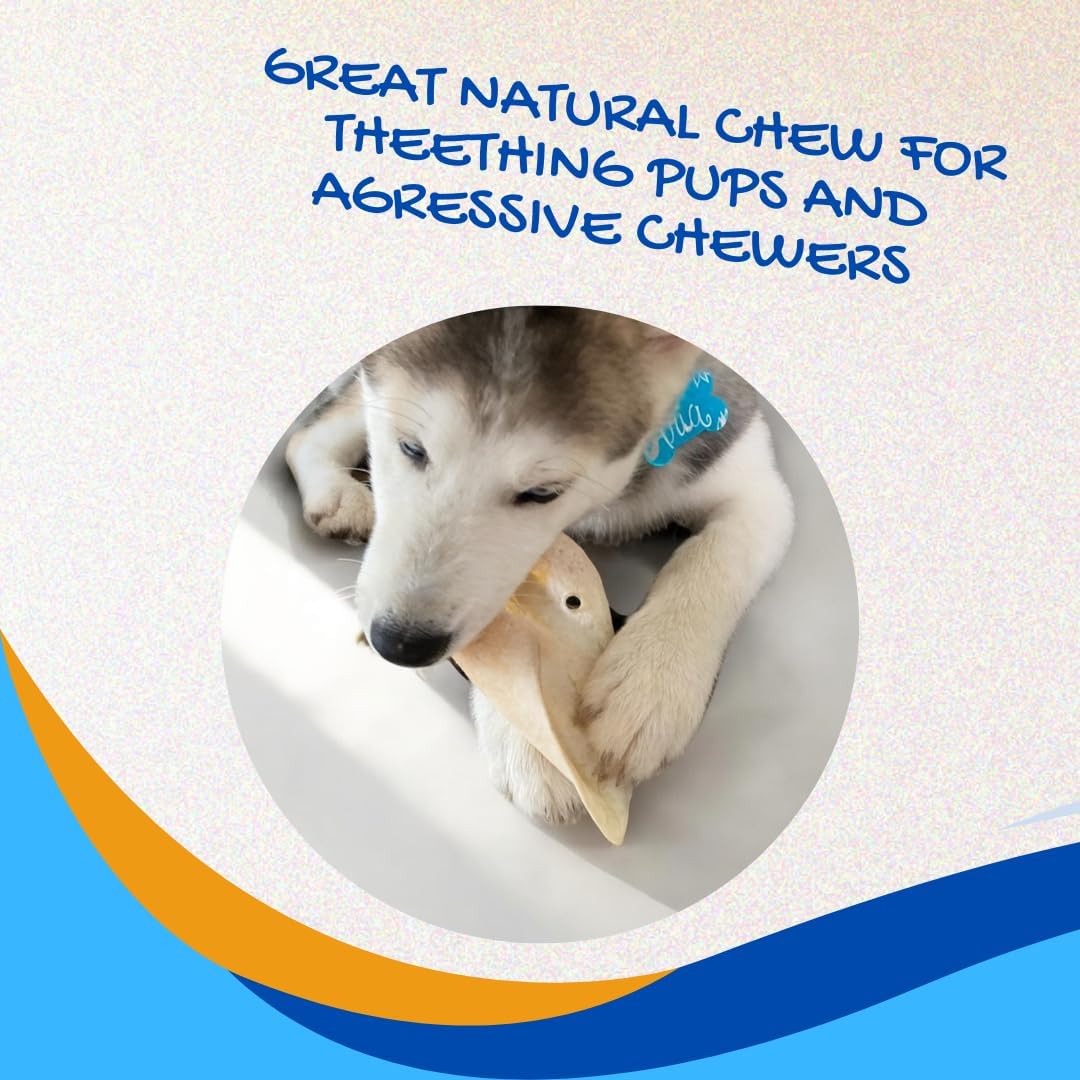 Brazilian Pet 100% Natural Real Cow Ears (50 Pack) Prime Dog Chews, Over 5 inches Free Range Grass Fed Cattle, No additives, Chemicals or Hormones