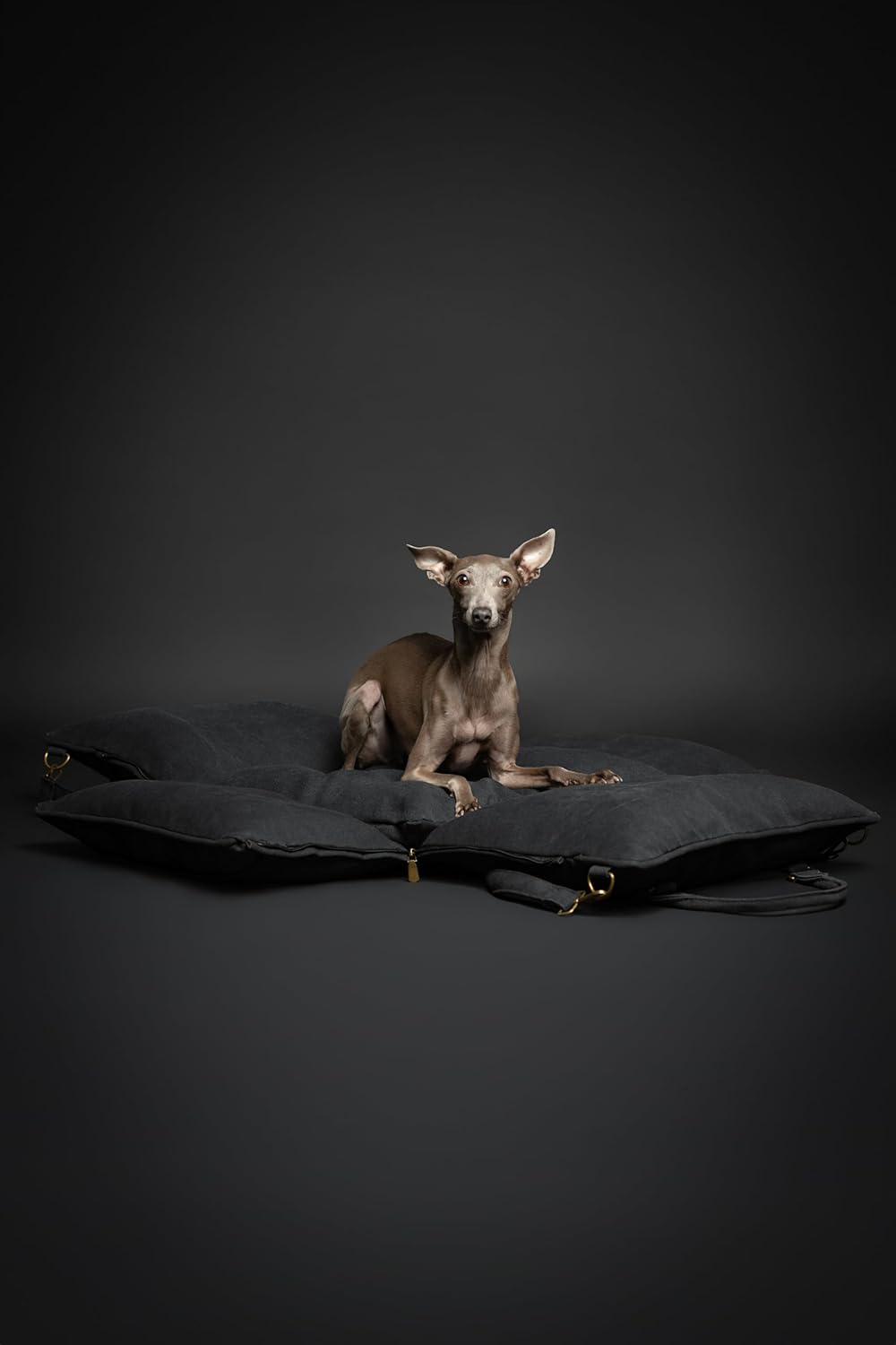 Noah & Paw Dog Car Seat Carrier, Small Dog Car Seat for Small Medium Pets with Harness Clip, 4X Safety Feature, Booster Travel Bed, Waterproof Washable, Orthopedic Foam Filling, Canvas Collection