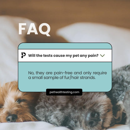 Horse Food Intolerance Test | Sensitivity Food Test Kit | Suitable for All Ages and Breeds | Easy to Use | Non-Invasive Fur Sample | 300 Item Test | Results Report in 3 Days | U.S Based Testing