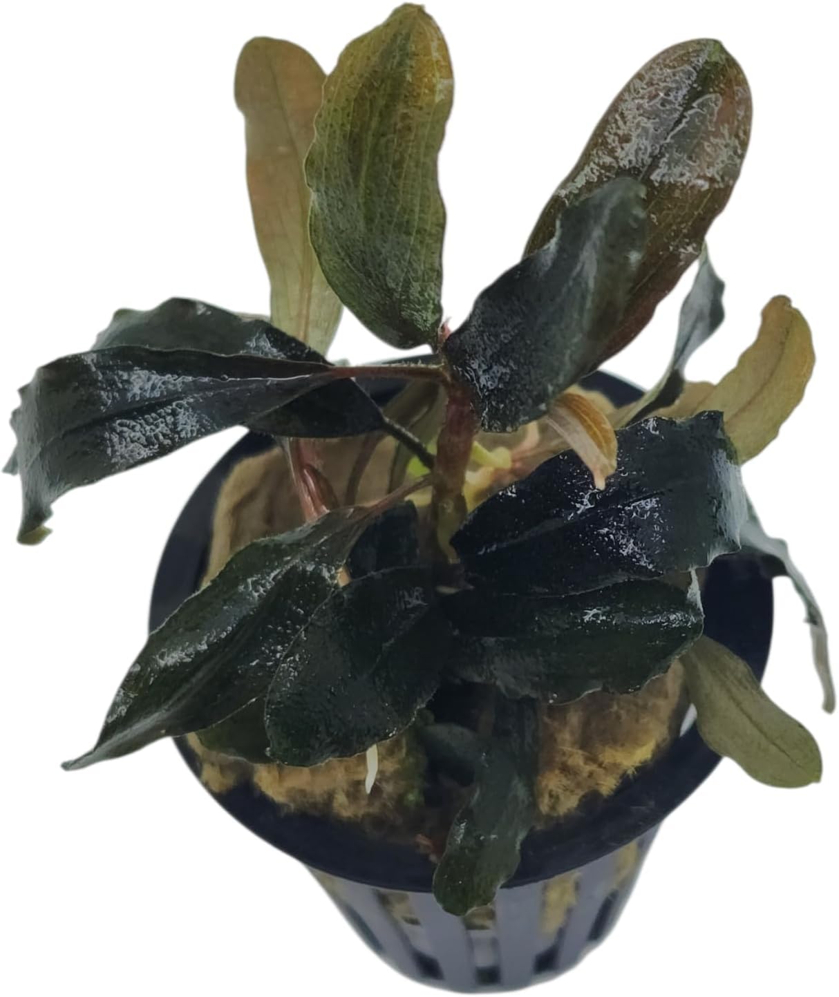 Bucephalandra Black Galaxy Live Aquarium Plant in Net Pot