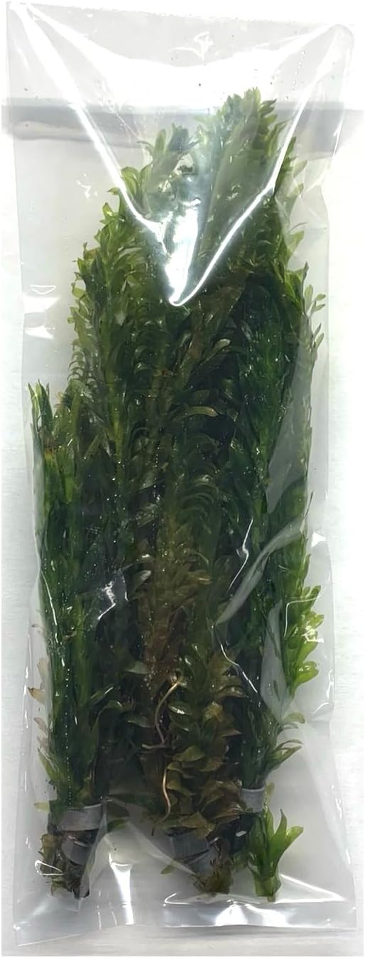 Marcus Fish Tanks 3X Anacharis Elodea Densa Live Aqurium Plants
