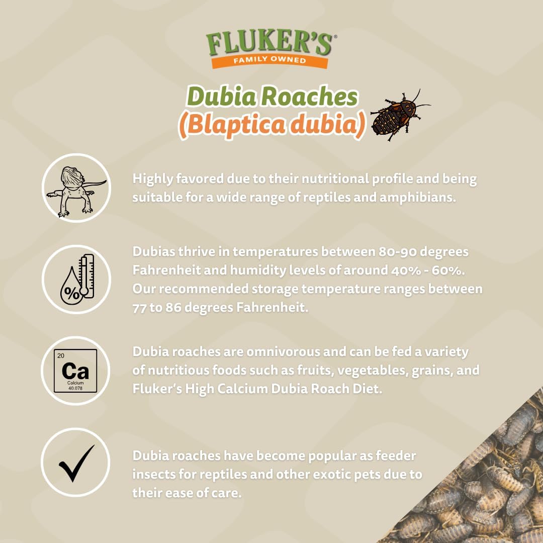 Fluker's Live Dubia Roaches, Premium Feeder Insects for Reptiles, Amphibians, and Arachnids (50 Count Large)