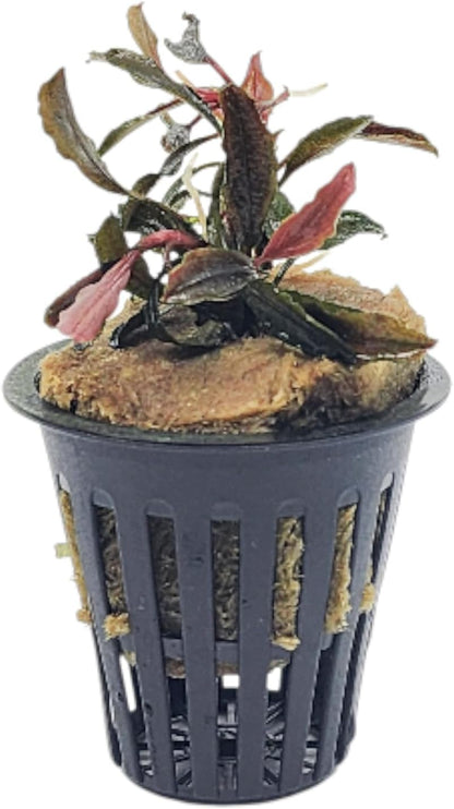 Bucephalandra Brownie Galaxy Live Aquarium Plant in Net Pot