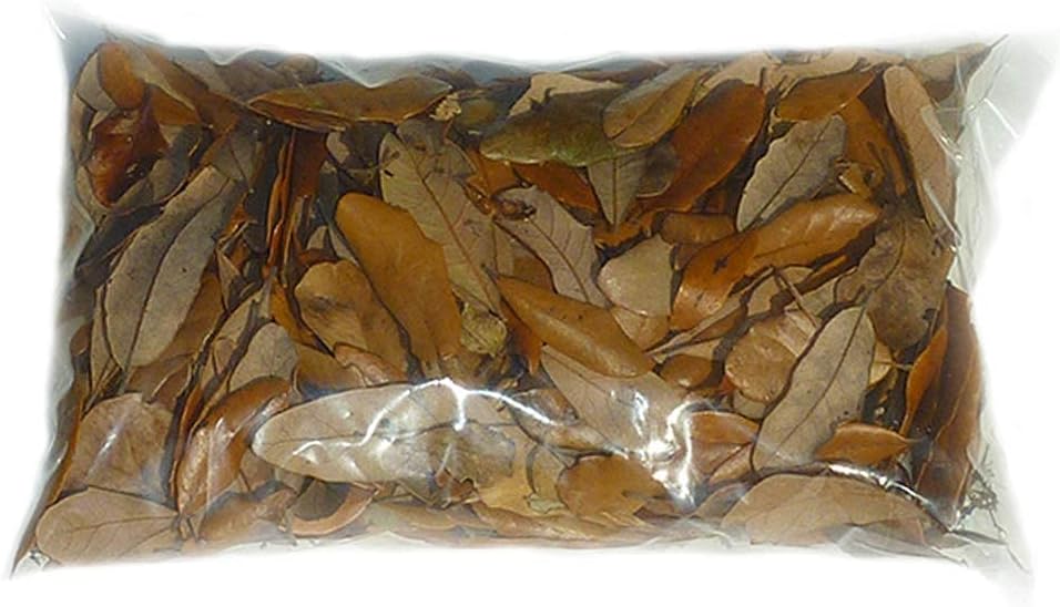 XYZReptiles Premium Live Oak Leaf Litter Isopod Substrate Terrarium Bedding (1/2 Gallon)