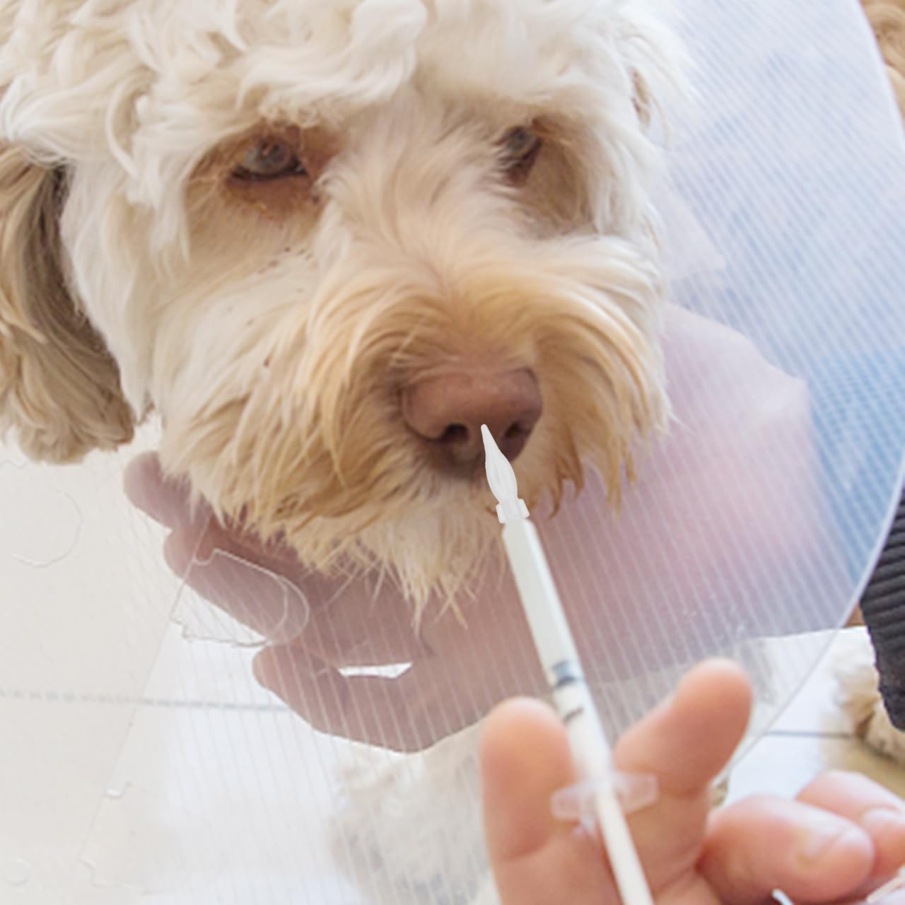 Mikikit Kitten Feeding Nipples Set 20Pcs Silicone Nursing Supplies for Newborn Kittens and Puppies Pet Feeding Pacifiers for Comfortable and Easy Feeding