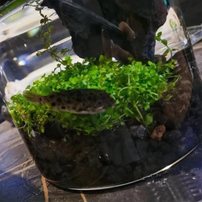 300g Black Horticultural Lava Rock, Volcanic Rock for Plants, Succulents, Garden Landscaping Decoration