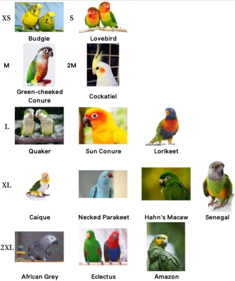 Pet Parrot Anti-Bite Elizabethan Collar, Neck Shield Anti-Grab Feather Plucking Wound Healing Safety Recovery Collar Cones for Budgerigar Lovebird Random Color (S)