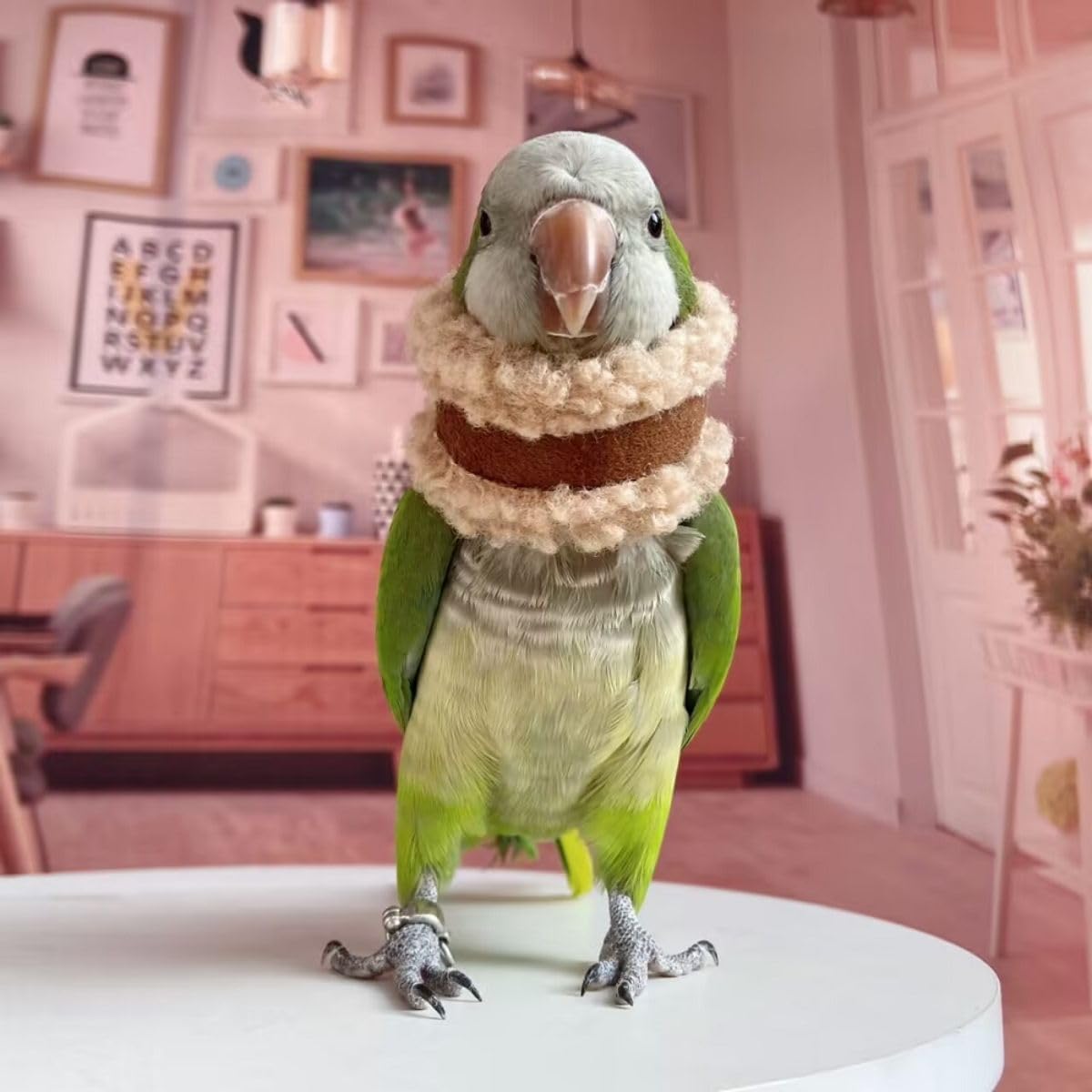 Pet Parrot Anti-Bite Elizabethan Collar, Neck Shield Anti-Grab Feather Plucking Wound Healing Safety Recovery Collar Cones for Budgerigar Lovebird Random Color (S)