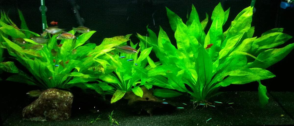 Marcus Fish Tanks - 3X Amazon Sword Echinodorus Bleheri Easy Live Aquarium Plants for Aquatic Freshwater Fish Tank