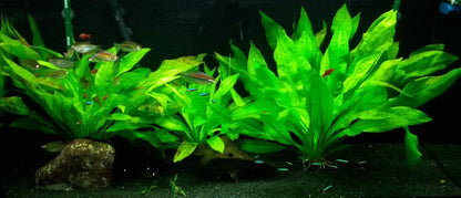 Marcus Fish Tanks - 3X Amazon Sword Echinodorus Bleheri Easy Live Aquarium Plants for Aquatic Freshwater Fish Tank