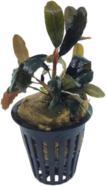 Bucephalandra Black Galaxy Live Aquarium Plant in Net Pot
