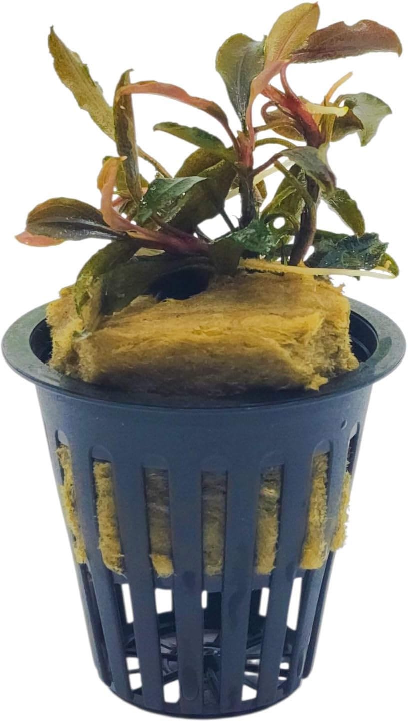 Bucephalandra Brownie Galaxy Live Aquarium Plant in Net Pot