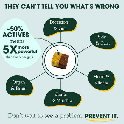 Arterra Longevity Multivitamin for Dogs – 50% Active Ingredients – Vet-Formulated Daily Soft Chews for Gut, Brain, Joint & Immune Health – Human-Grade Supplement | 30 Count