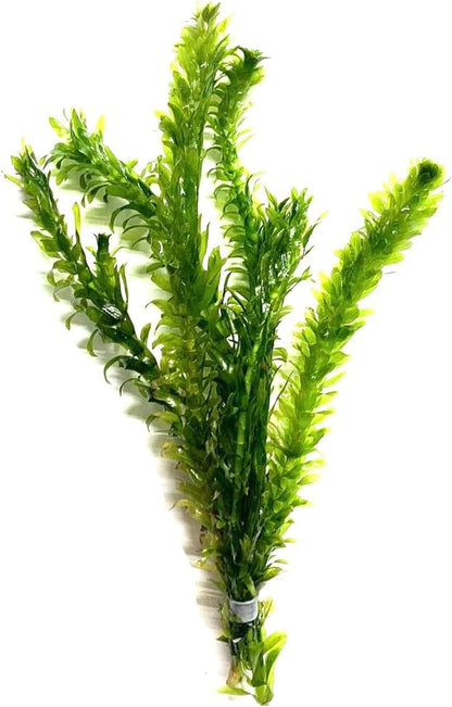Marcus Fish Tanks 3X Anacharis Elodea Densa Live Aqurium Plants
