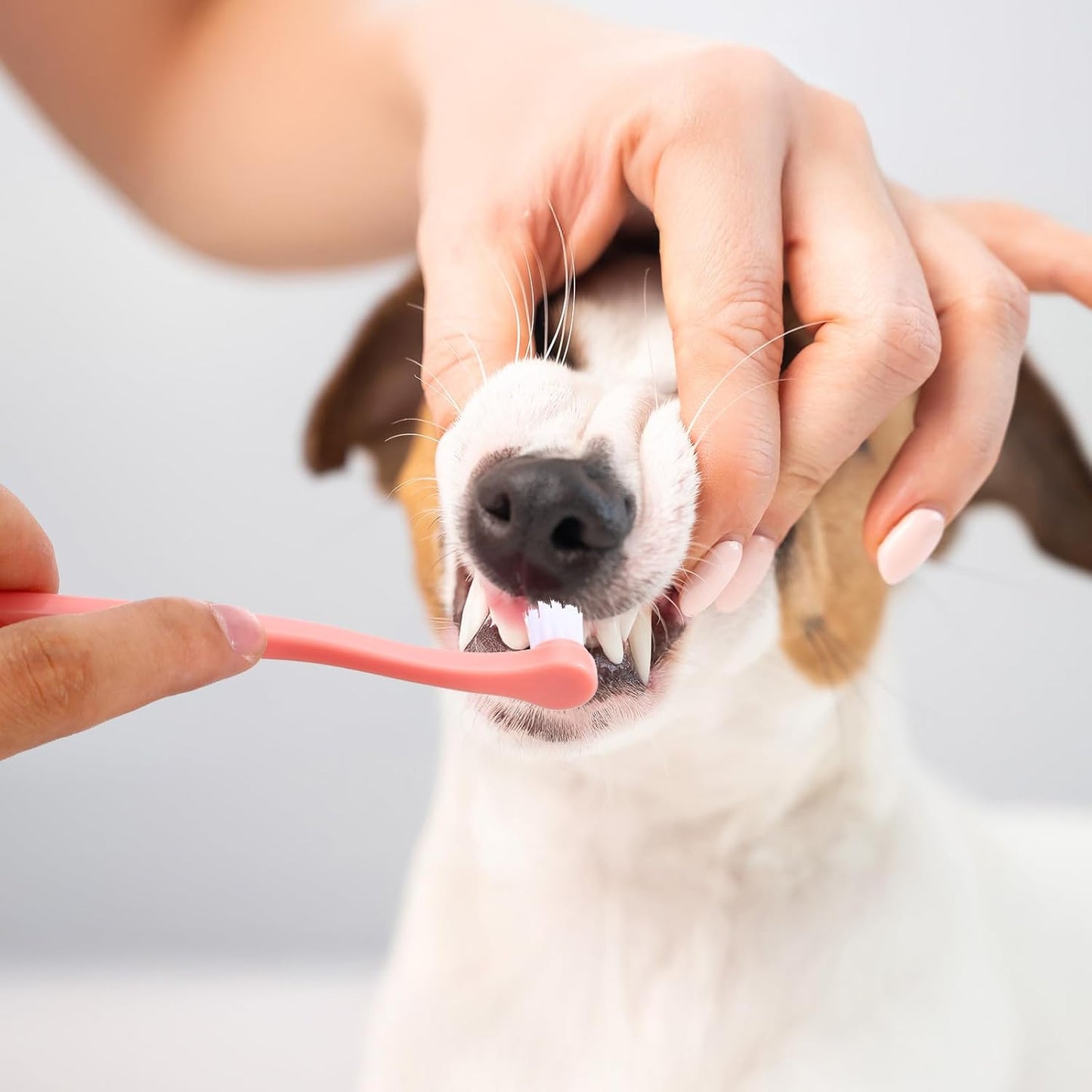 3 Pack Toothbrush for Small Dogs, Mini Pet Toothbrush for Teeth Clean, Soft Cat Tooth Brush for Puppy, Kitten, Other Small Pets(Pink, Blue, Green)