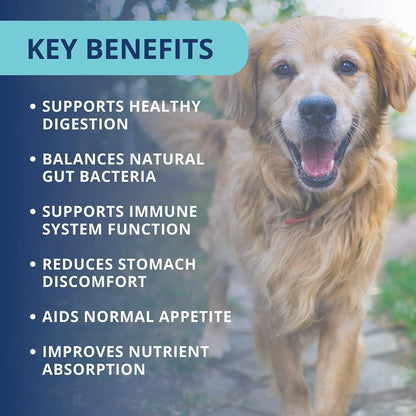 Under the Weather Pet Soft Dog Chew Supplements for Calming and Probiotics | Supports Relaxation and Normal Emotional Balance in Dogs (Probiotics, 60 Count)