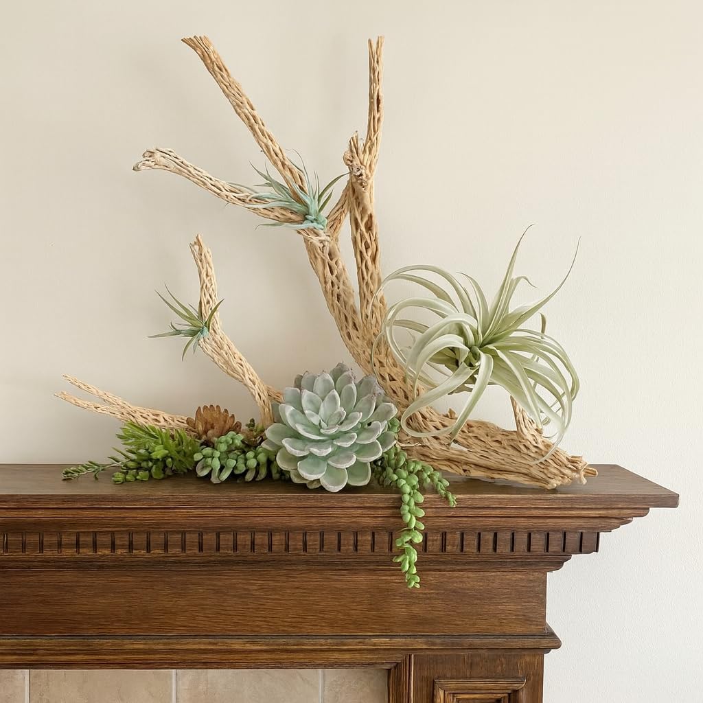 Koyal Wholesale 24" Cholla Wood Aquarium Leopard Gecko Tank Accessories Untreated Large Driftwood for Aquarium Wood Hermit Crab Accessories Drift Wood for Shrimp Tank Gecko Accessories