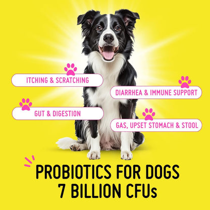 Koby Dog Probiotic Powder – Made with Clean USDA Organic Ingredients for Gut, Digestive, Skin & Immune Support – Vet-Inspired Probiotics for Dogs of All Ages – 7 Billion CFUs, 60 Servings