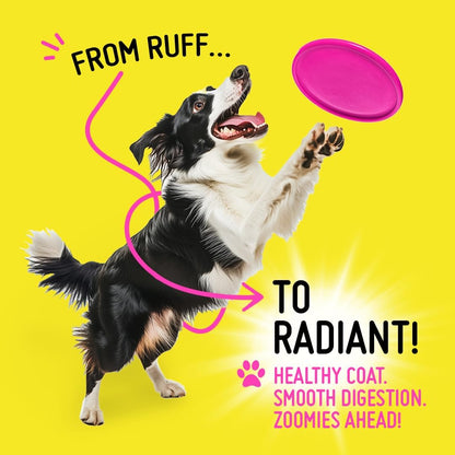 Koby Dog Probiotic Powder – Made with Clean USDA Organic Ingredients for Gut, Digestive, Skin & Immune Support – Vet-Inspired Probiotics for Dogs of All Ages – 7 Billion CFUs, 60 Servings