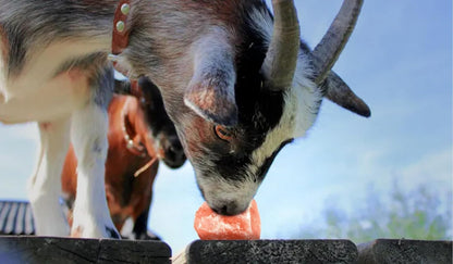 Himalayan Salt Licks for Horses, 4-6 LBS with Rope Deer and Sheep, Pack of 4 Treats