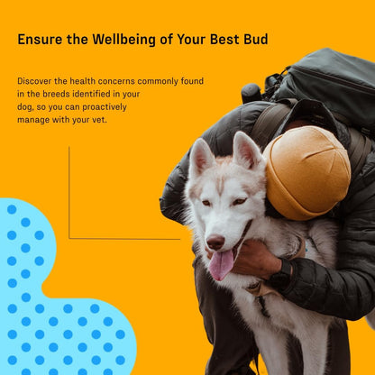 DNA MY DOG Essential + Wolf Breed ID Test– Trusted & Affordable Breed + Wolf Test | 350+ Breeds Identified w/ 99%+ Accuracy | Complete Breed Analysis + Wolf, Personality | Results in 2 Weeks