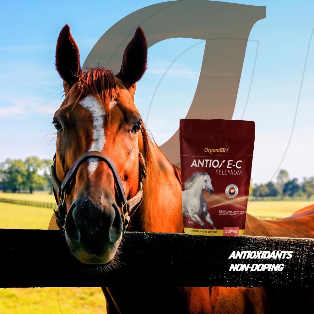 Organnact Antiox E-C Selenium Supplement for Horses - Supports Antioxidant Functions with Vitamin E, C & Selenium - Ideal for Athletes, Breeders & Aging Horses - 1.1 Lbs