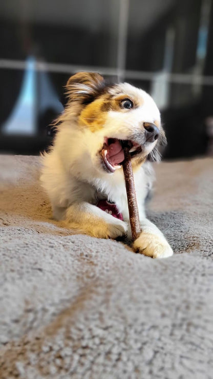 Bully Bunches 6 Inch Collagen Wrapped in Beef Bully Stick | All-Natural, Long Lasting Dog Chew | Dental Stick for Avid Chewers (6 Inch, 5 Pack)