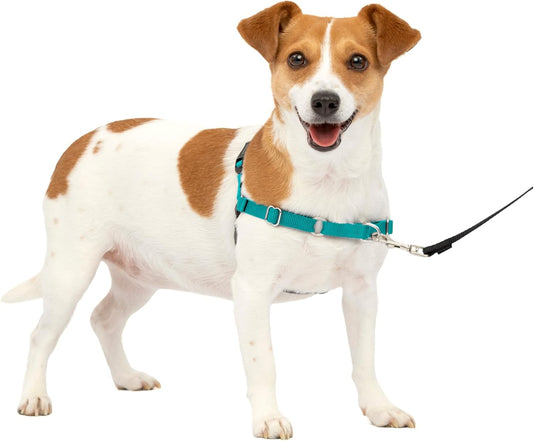 PetSafe Easy Walk Harness for Dogs - Pull-Free Walks - Patented Martingale Loop Design - Front Chest Leash Attachment - Comfort Straps - Breathable Harness Design - Small, Teal/Gray