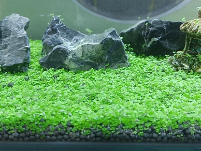 4 Bags Aquarium Plant S.e.e.ds, not Artificial Plastic Plant, Fish Tank Live Grass for All Substrate (0.36ozTiny+0.36oz Long+0.36oz Short+0.36oz Big Dual) ZQV-010