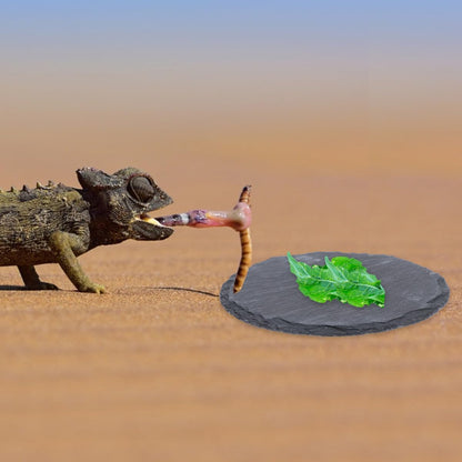 2Pcs Turtle Basking Platform Set, Wear-Resistant Stone Reptile Rocks, 10X10Cm Square Round Terrarium Decor for Tortoise Habitat and Aquatic Turtle Supplies