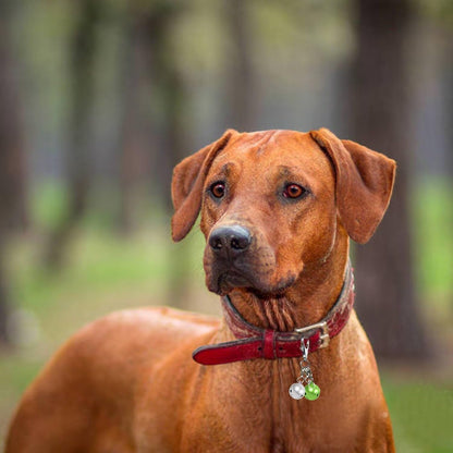 Pet Bells for Dog Cat Collar 6 pack,Charm Pet Pendant Accessories with1 Pack Stainless Steel Keychain