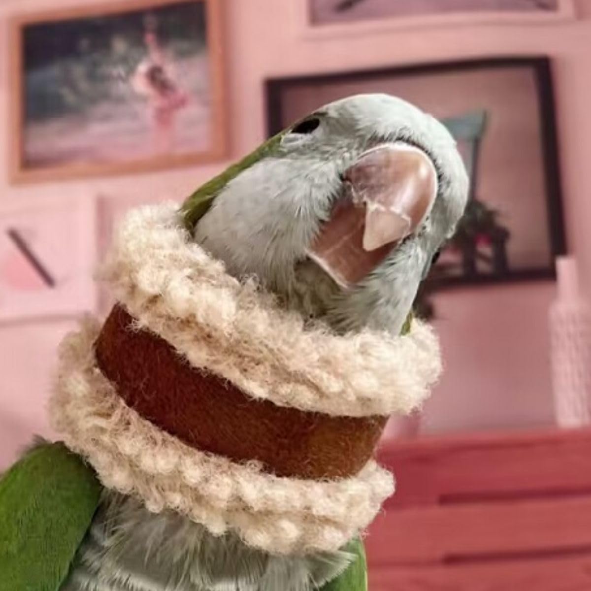 Pet Parrot Anti-Bite Elizabethan Collar, Neck Shield Anti-Grab Feather Plucking Wound Healing Safety Recovery Collar Cones for Budgerigar Lovebird Random Color (S)