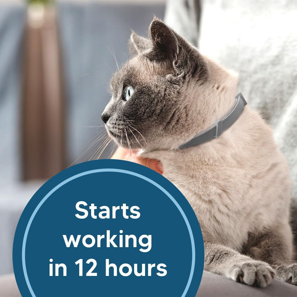 Flea Collar for Cats, Cat Flea and Tick Collars, Cat Flea Collars, Kitten Tick Collar, Adjustable 8 Months Protection (Pack of 2)