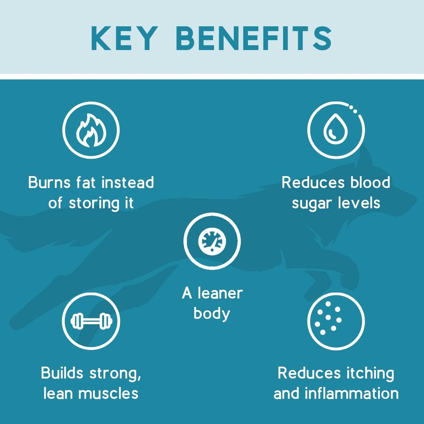 Ketona Chicken Recipe Dry Dog Food (4.2lb) Salmon Recipe Dry Dog Food (4.2lb) Bundle, High Protein and Low Carb, The Nutrition of a Raw Diet with The Cost and Convenience of a Kibble