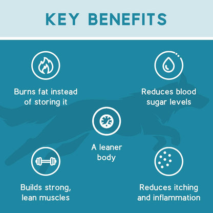 Ketona Chicken Recipe Dry Dog Food (4.2lb) Salmon Recipe Dry Dog Food (4.2lb) Bundle, High Protein and Low Carb, The Nutrition of a Raw Diet with The Cost and Convenience of a Kibble