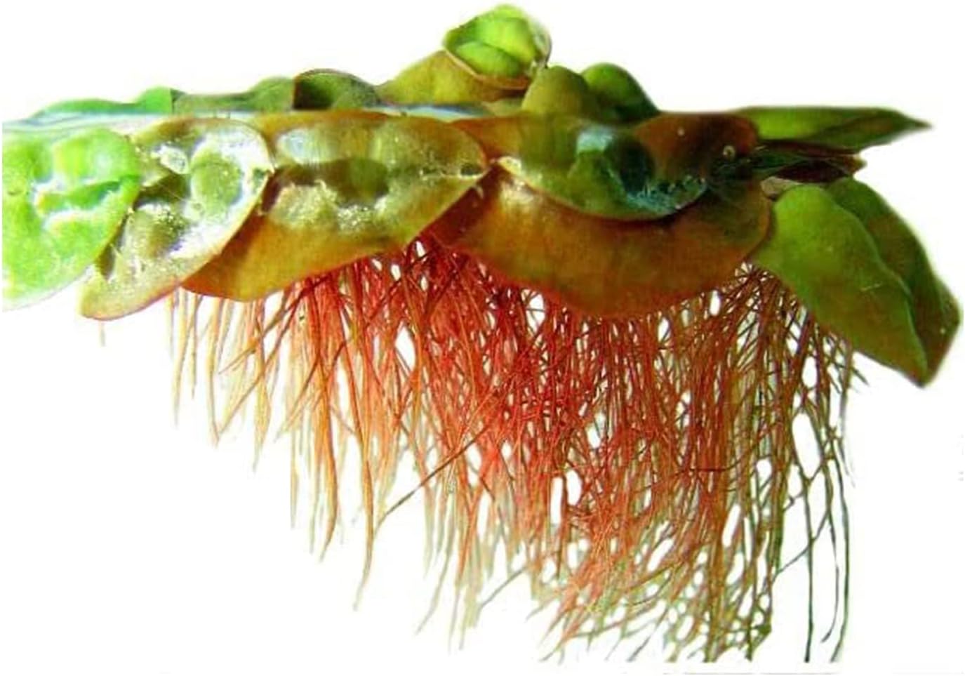 Live Aquarium Red Root Floater Plants - Highly Sought & Removes Nitrates - Easy to Maintain - Increases Beaty - Promote High Water Quality - 4 Ounce Portion