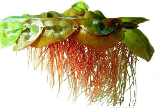 Live Aquarium Red Root Floater Plants - Highly Sought & Removes Nitrates - Easy to Maintain - Increases Beaty - Promote High Water Quality - 4 Ounce Portion