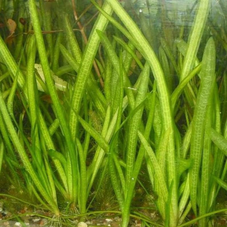 Marcus Fish Tanks 6 Jungle Val - Jungle Vallisneria Live Aquarium Freshwater Plants