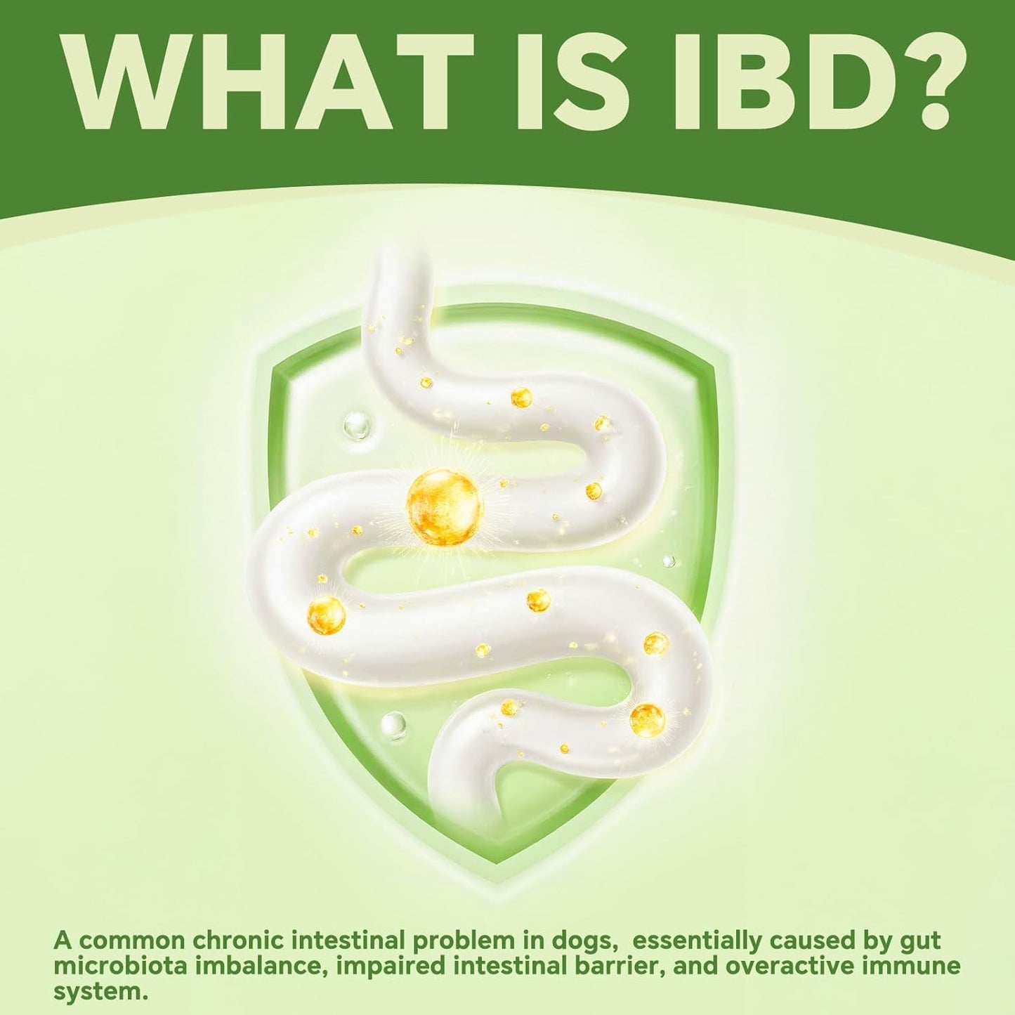 Probiotics for Dogs | Gut Health | Dogs Digestive Support | Dog Constipation Relief | Dog Stomach Upset Medicine | B12 for Dogs Supplement for IBD Support – Digestive Health– Diarrhea & Gas Relief