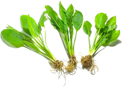 Marcus Fish Tanks - 3X Amazon Sword Echinodorus Bleheri Easy Live Aquarium Plants for Aquatic Freshwater Fish Tank