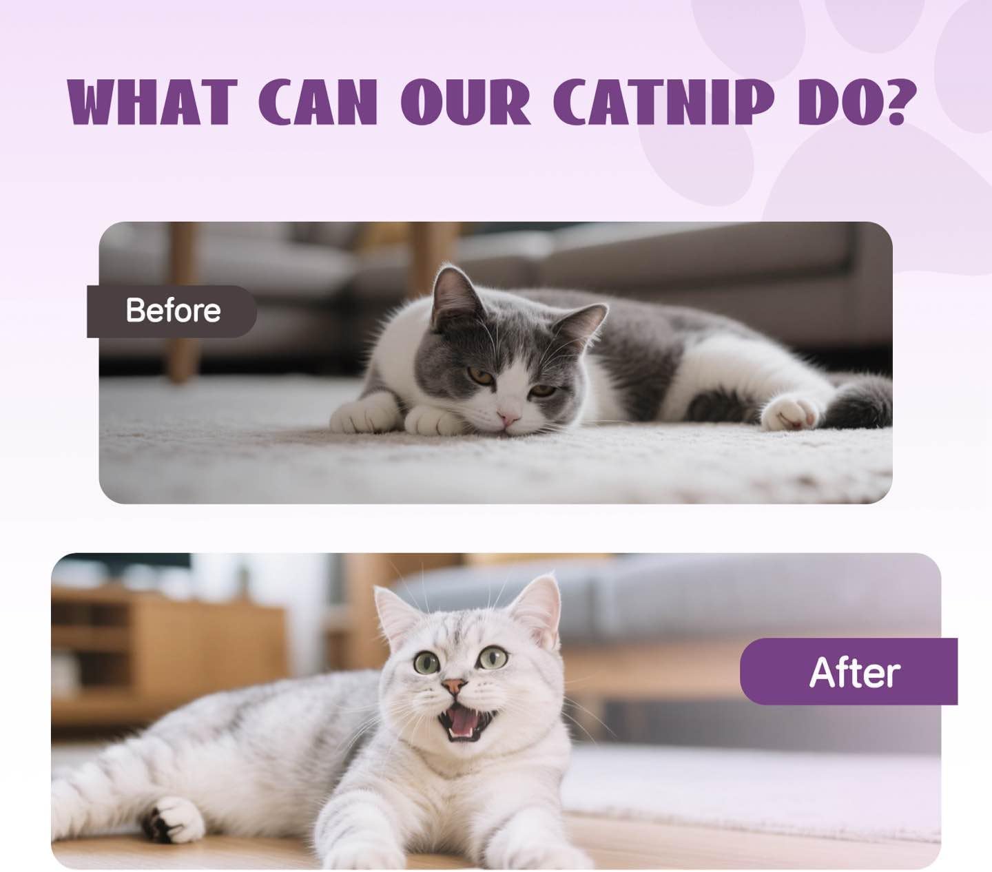 Catnip Spray for Cats, 100% Natural Catnip Mist Spray for Cats & Kittens, Relieves Stress, Calming, Safe for Pets - 2 Fl Oz