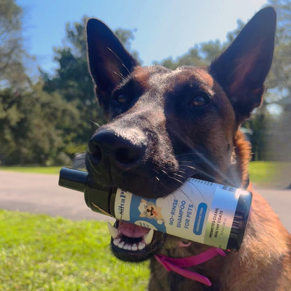 No Rinse Deodorizing Dry Pet Shampoo Plus Conditioner Foam for Dogs and Cats, Waterless Cleanse Enhanced with AG21 Chitosan-Silver Natural Coat Refresh, 5 Oz