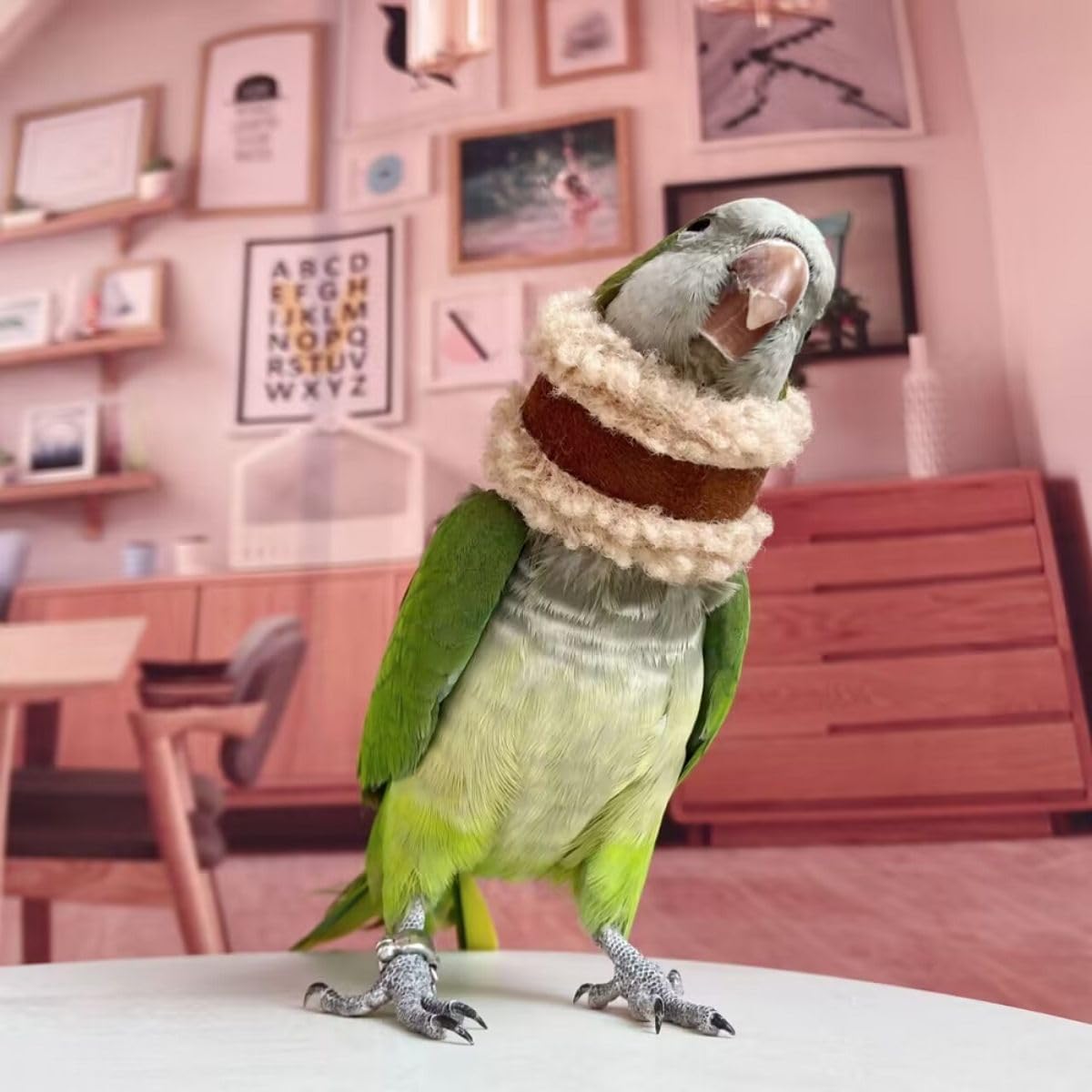 Pet Parrot Anti-Bite Elizabethan Collar, Neck Shield Anti-Grab Feather Plucking Wound Healing Safety Recovery Collar Cones for Budgerigar Lovebird Random Color (S)